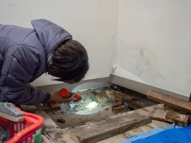 Best Black Mold Removal  in Stewart Manor, NY