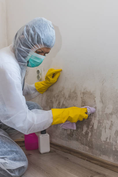 Best Emergency Mold Remediation  in Stewart Manor, NY
