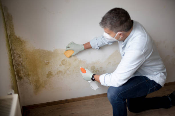 Trusted Stewart Manor, NY Mold Removal Experts