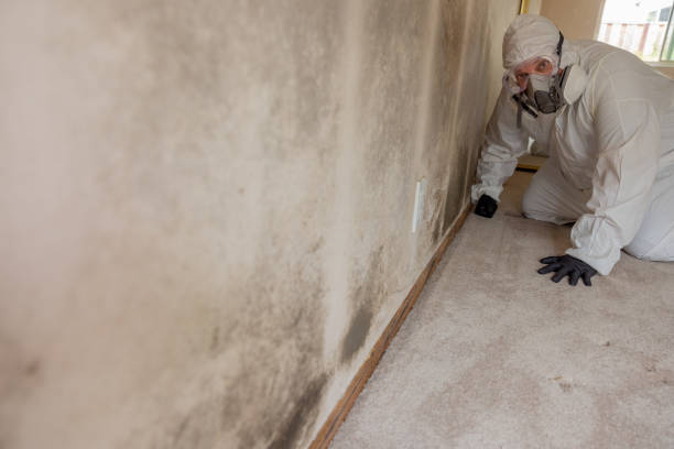 Best Forensic Mold Investigation  in Stewart Manor, NY